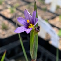 Sisyrinchium bermudiana 
